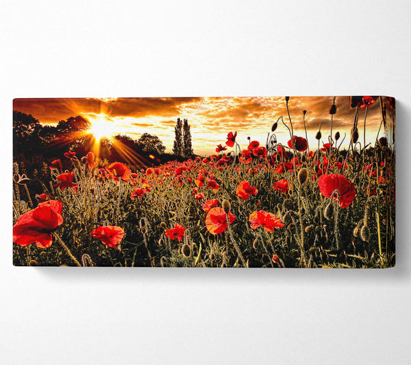 Red Poppy Field At Sunset