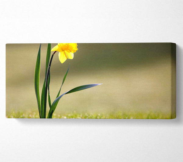 Single Daffodil