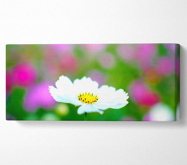 White Cosmos