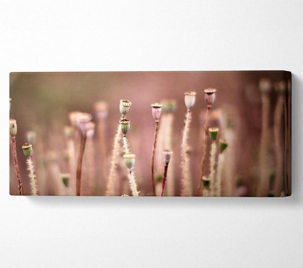 Poppy Pods