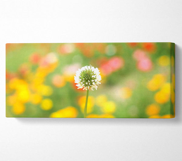 White Clover