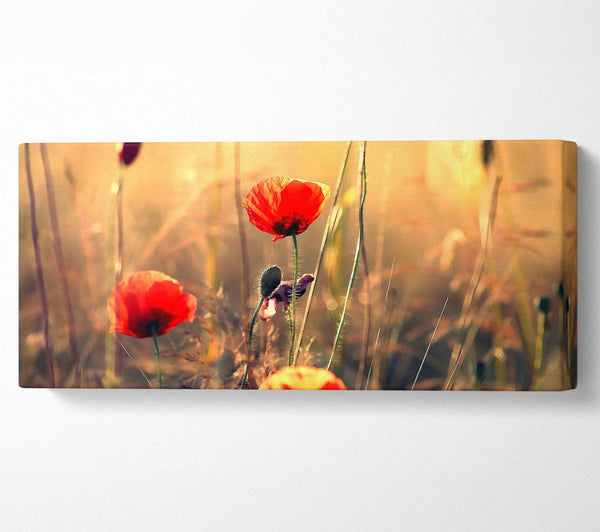 Red Poppy Sun Rays