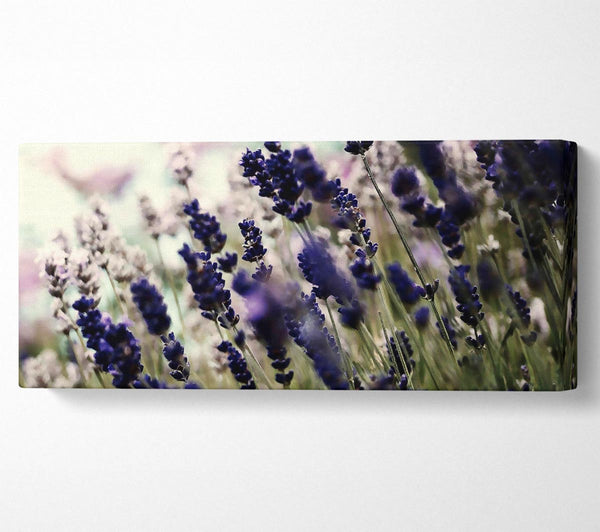 Lavender Flower Stems