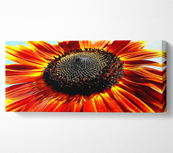The Sunflower