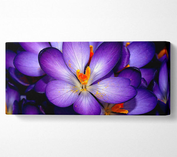 Crocuses Purple