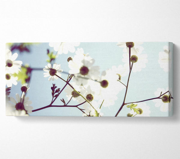 White Summer Flowers