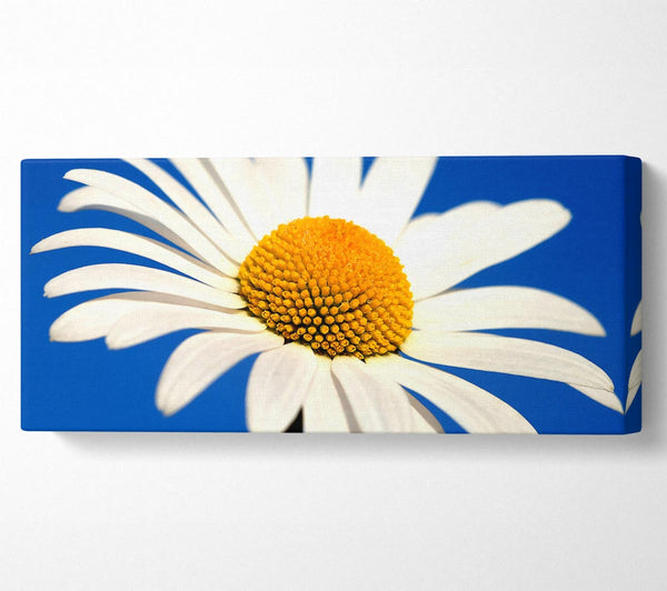 White Daisy Against A Blue Sky
