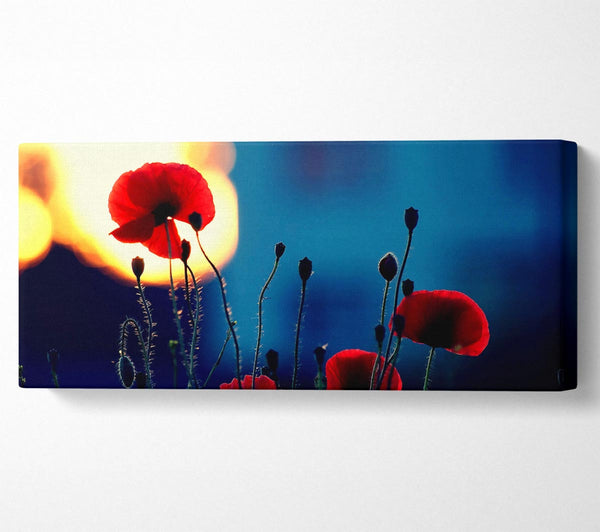 Poppies In The Sunset