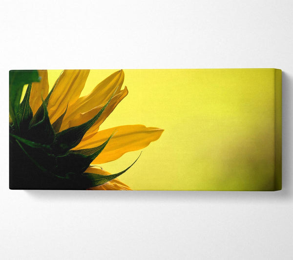 Sunflowers Macro