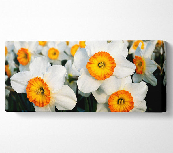 White Daffodils