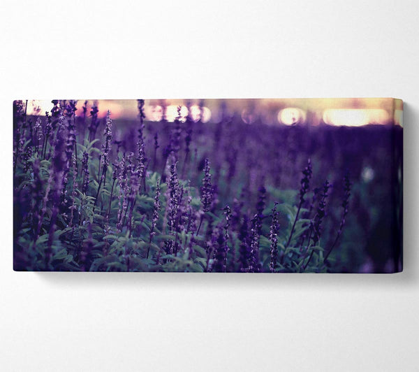 Lavender