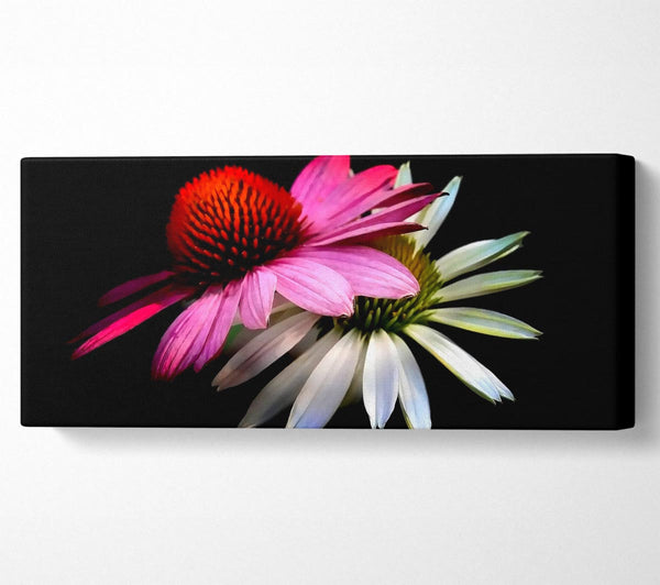 Cone Flowers Black Background
