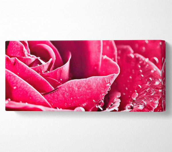 Rose Petals In Bloom