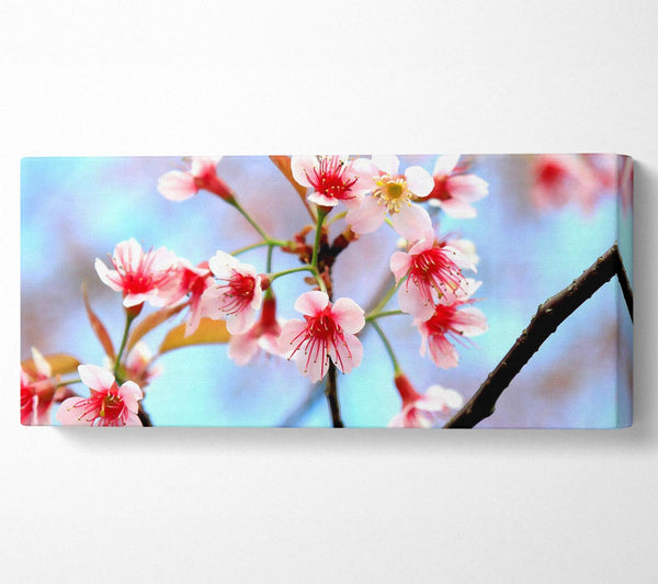 Wild Himalayan Cherry