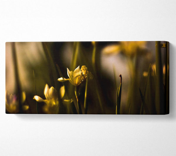 Withered Yellow Flowers