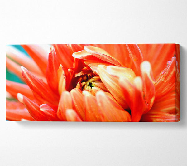 Orange Passion