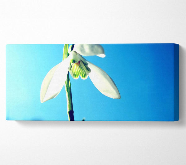 Snowdrop Spring
