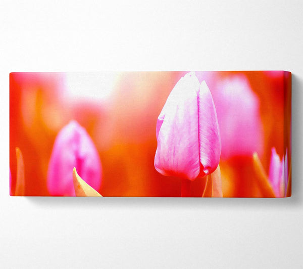 Pink Tulip On Red