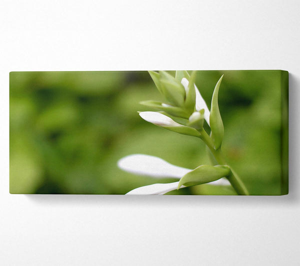 Soft White n Greens