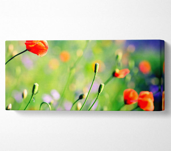 Poppy Meadow