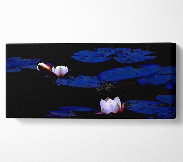 Pink Water Lily On Blue