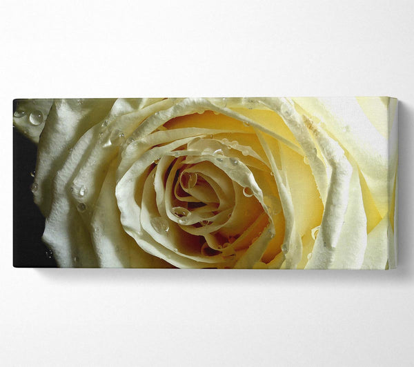 White Rose On Black Velvet