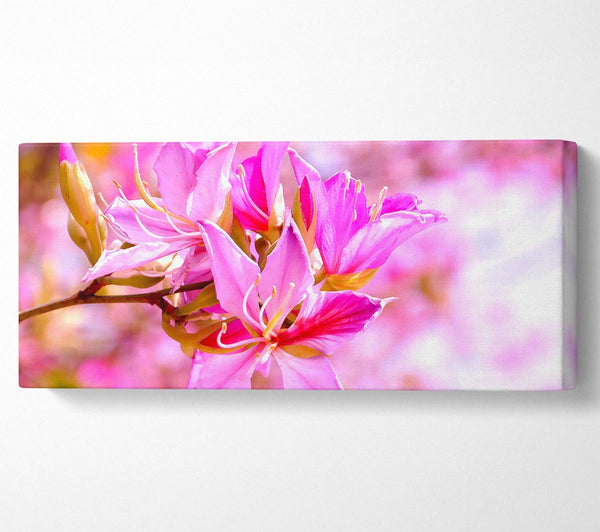 Stunning Deep Pink Flowers