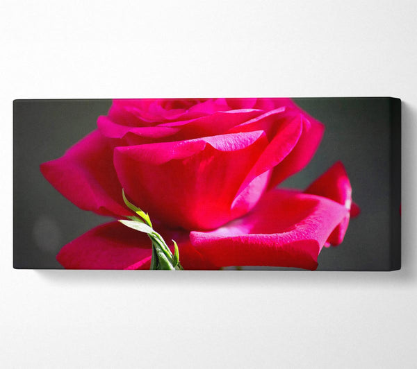 Red Pink Rose
