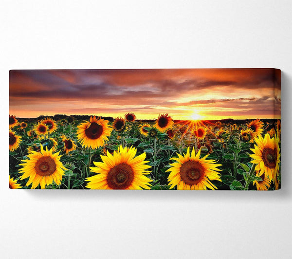 Magic Landscape Sunflower Field