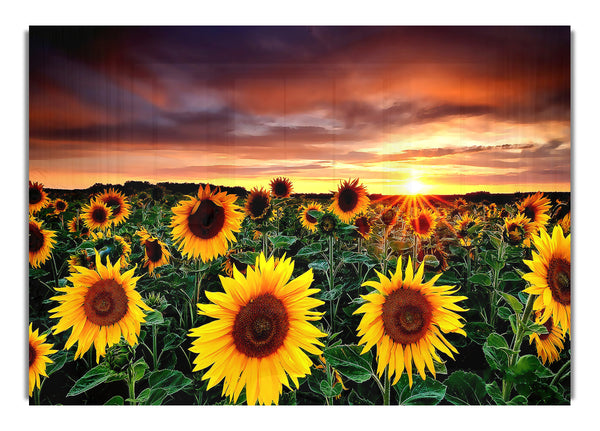 Magic Landscape Sunflower Garden Background