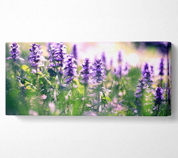 Lupin Flowers