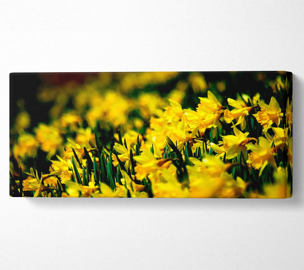Yellow Daffodil Field