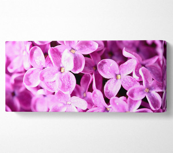 Lilac Flowers Macro