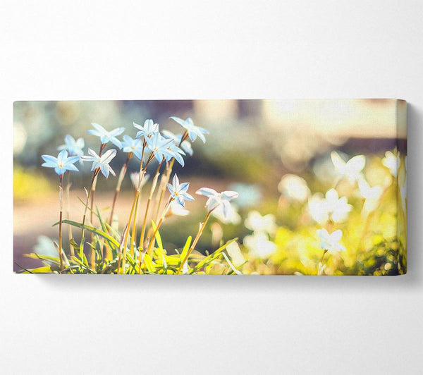Soft Blue Garden Flowers