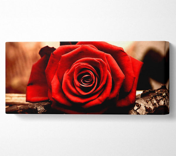 Valentines Day Rose