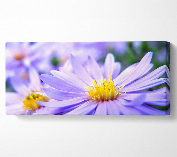 Pretty Violet Flowers