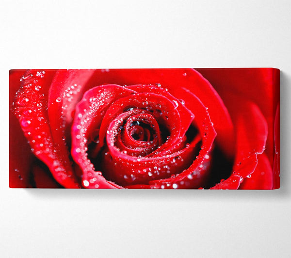Water Drops On Red Rose