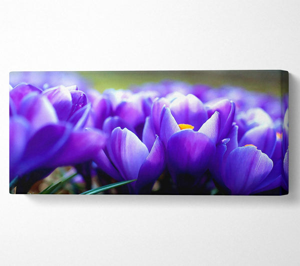 Purple Crocus Garden
