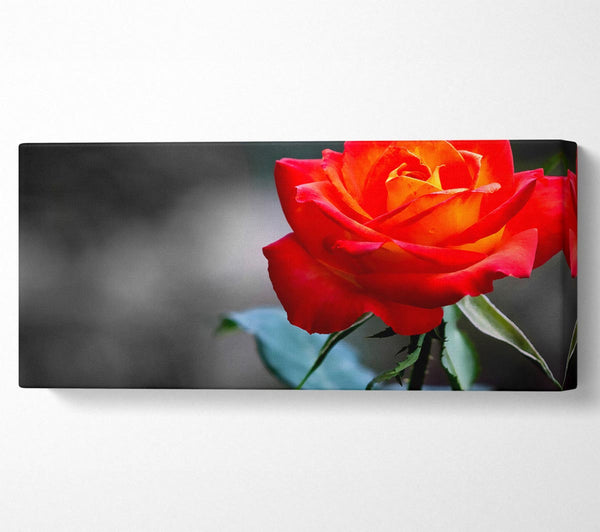 Orange Rose On Black