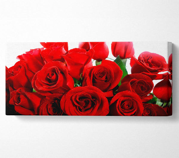 Lovely Red Roses