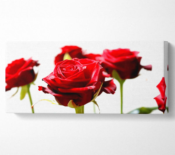 Long Stem Red Roses