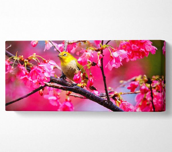 Mountain Cherry Bird