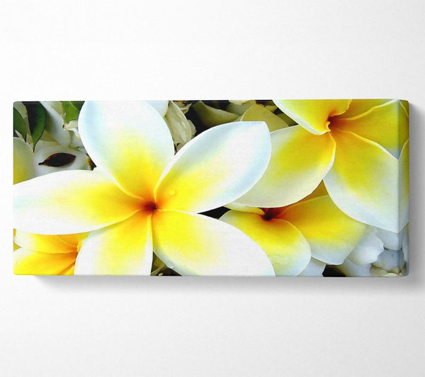 White Yellow Flowers