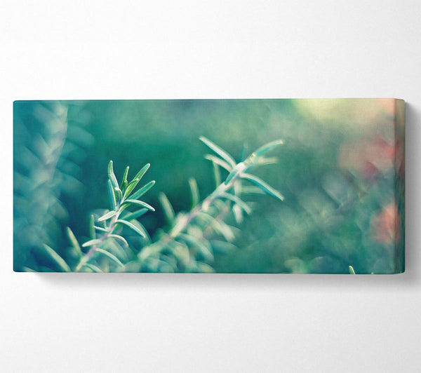 Rosemary