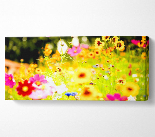 Vivid Wild Rainbow Flowers