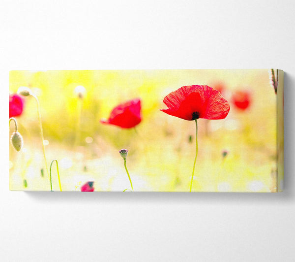 Poppy Sunlight