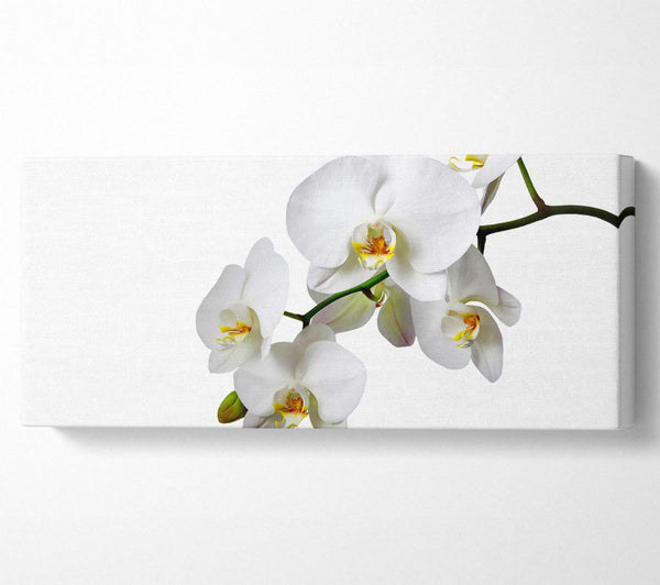 White Orchid Beauty