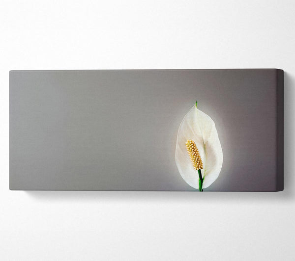 White Lily Heaven