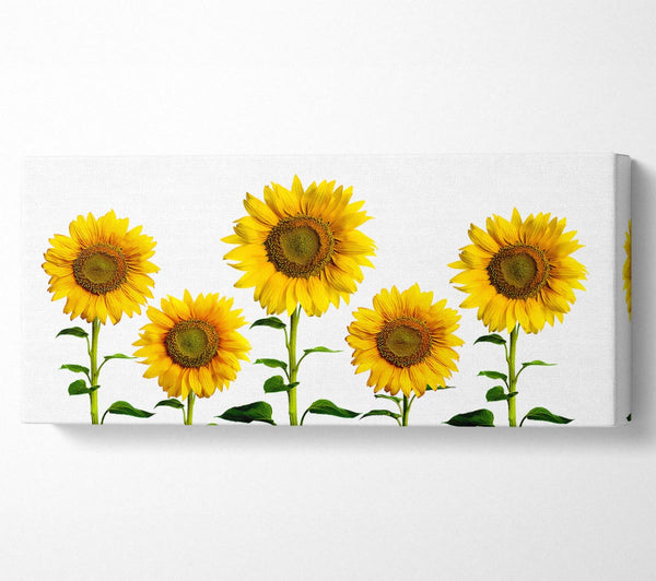 Sunflower Mayhem