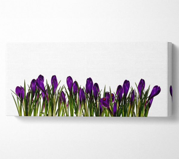 Purple Garden Flowers